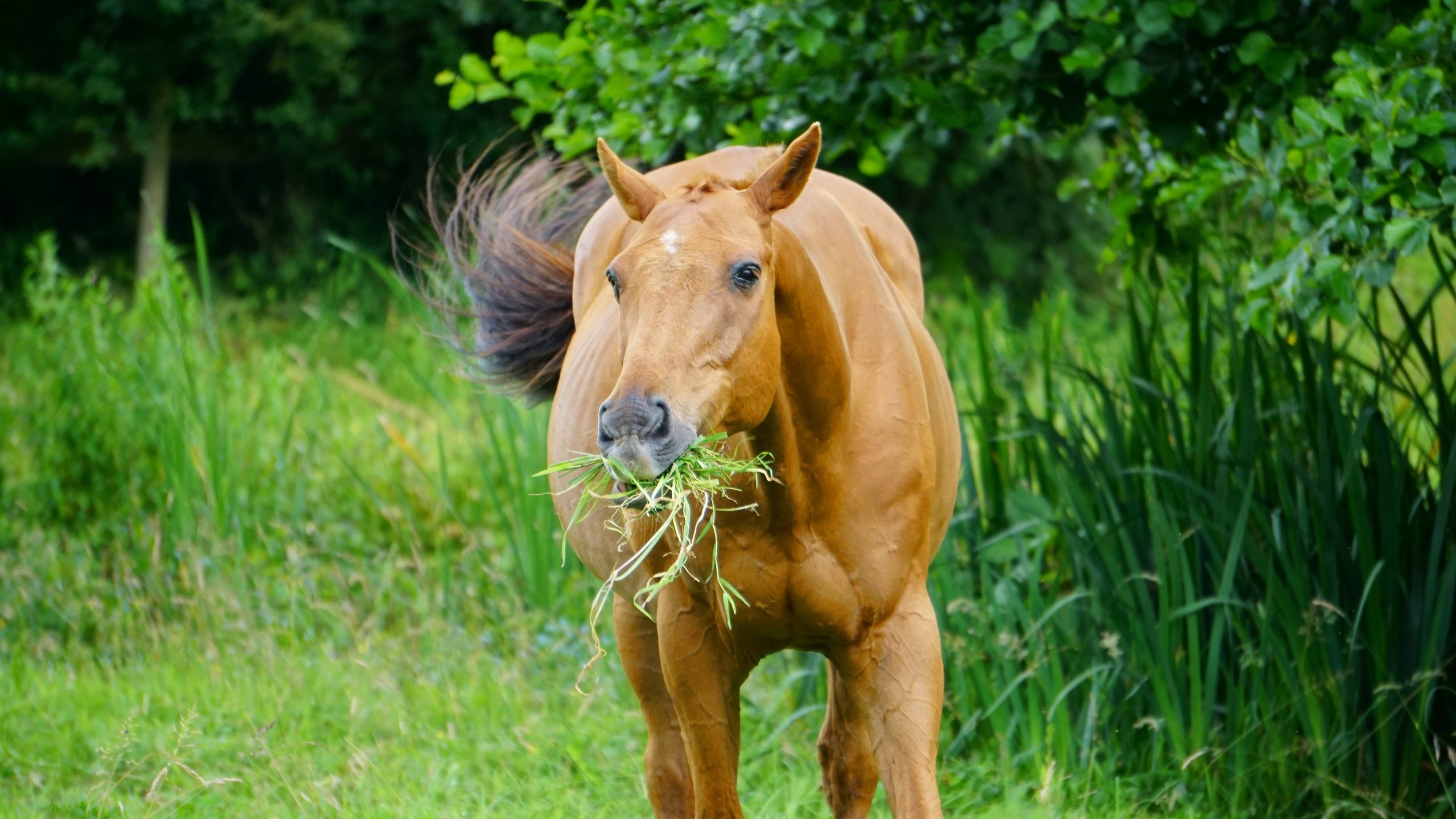 Rodzaje paszy dla koni: Kluczowe informacje dotyczące żywienia