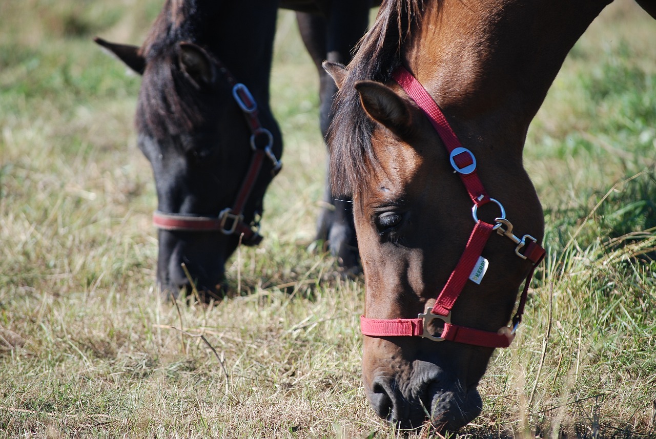 Konie z problemami układu oddechowego: Jak dbać o ich zdrowie?