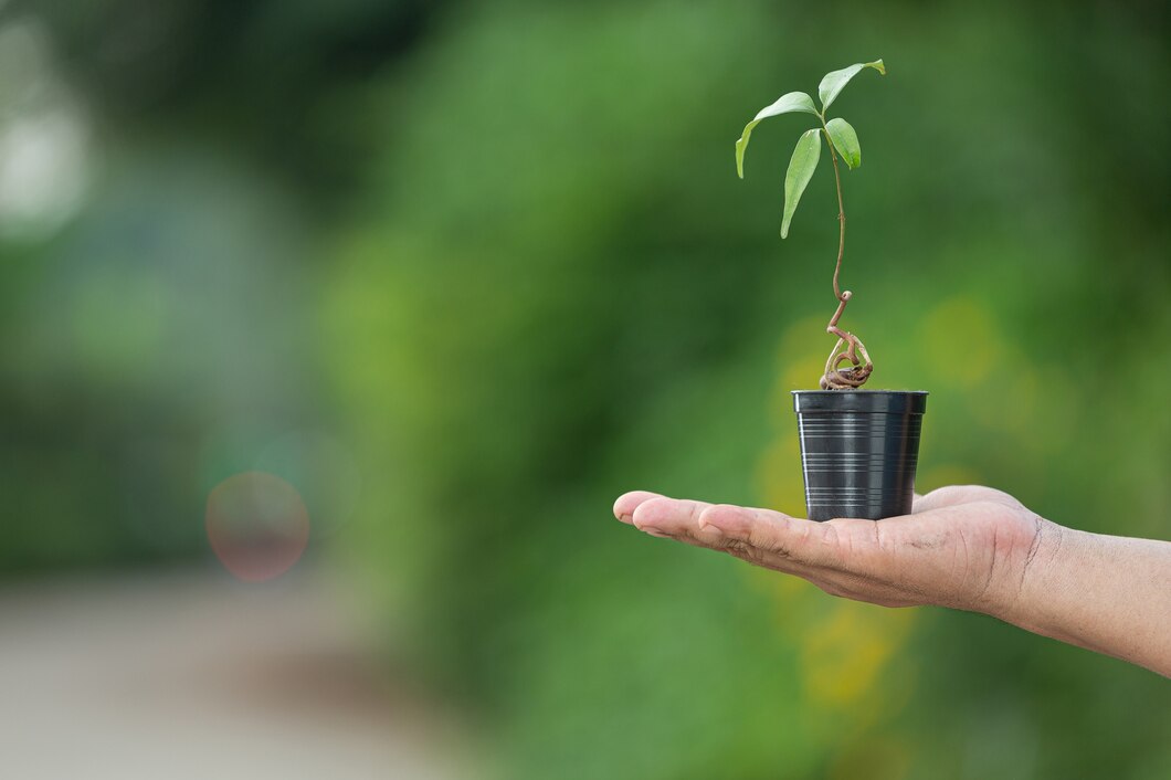 Jak sadzenie drzew może pomóc w redukcji twojego śladu węglowego?