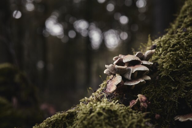 Jak Grzyb Chaga Wspiera Naturalną Obronę Organizmu